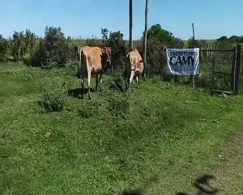 Lote 2 Vaca 420kg - , San José