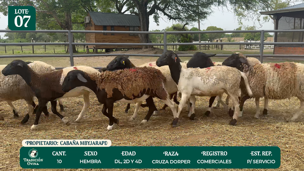 Lote LOTE 7 - POR PANTALLA