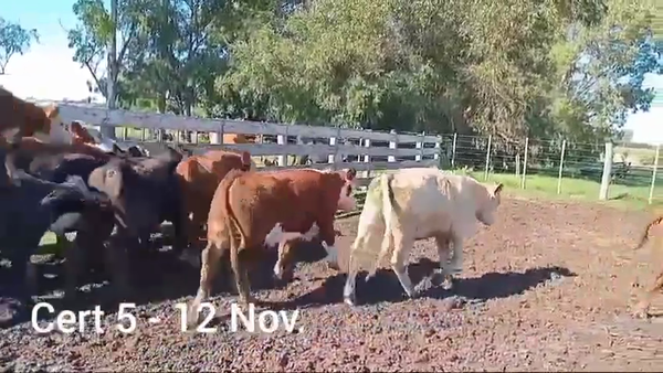 Lote NOVILLOS DE 1 A 2