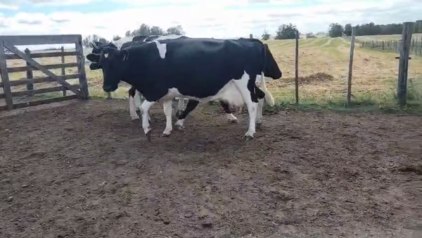 Lote 3 Vaca, San José