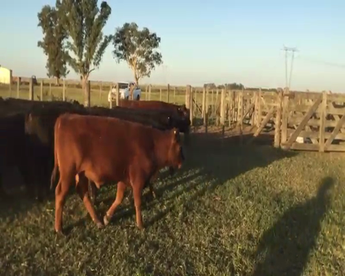 Lote 60 Terneros en Monte, Buenos Aires