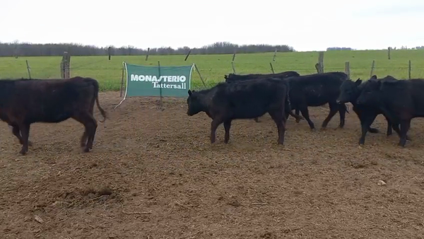 Lote 69 Terneras en Bonifacio