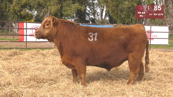 (*)31 3278 — TOROS ANGUS COLORADOS  PC