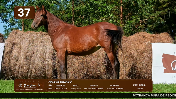 Lote LOTE 37