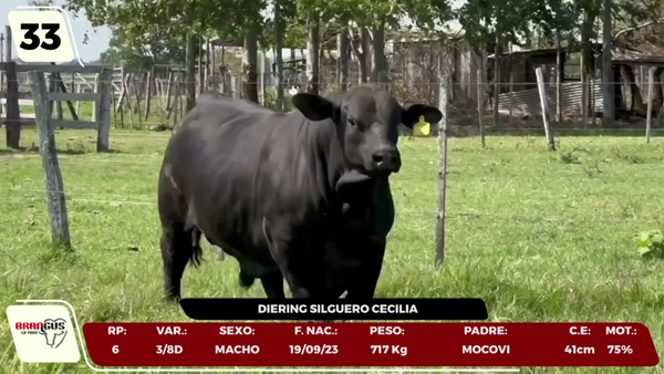 Lote LOTE 33 - CAMPO