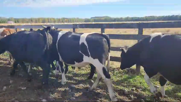 Lote 40 Novillo Gordo en Futrono, XIV Región Los Ríos