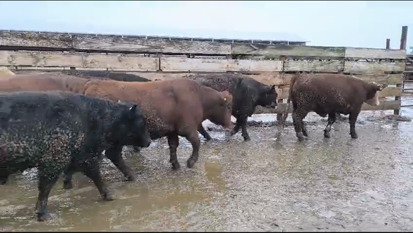 Lote 20 Novillo Gordo en Los Ángeles, VIII Región Biobío