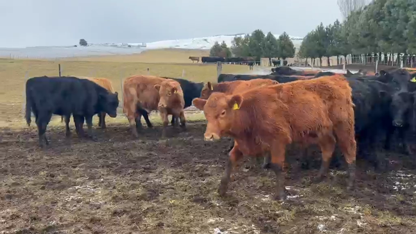Lote 30 Ternero en Coyhaique, XI Región Aysén