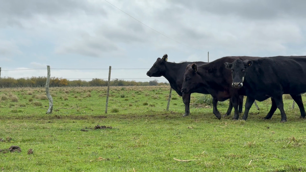 Lote 70 Vacas CUT con cría