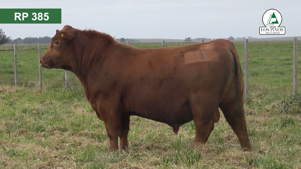 Lote 3 Toros ANGUS en Balcarce