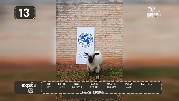Lote LOTE 13 - CAMPO