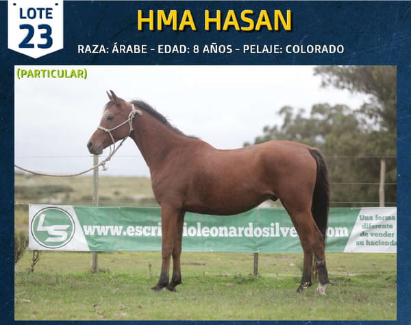 Lote HMA HASAN
