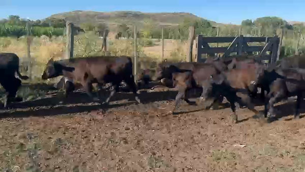 Lote 25 Terneros/as en Azul