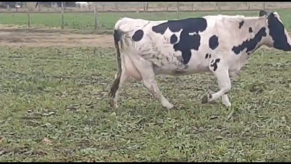 Lote 1 vaca proxima