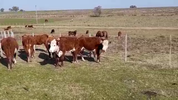 Lote (Vendido)5 Vacas de Invernada HEREFORD 365kg - , Soriano