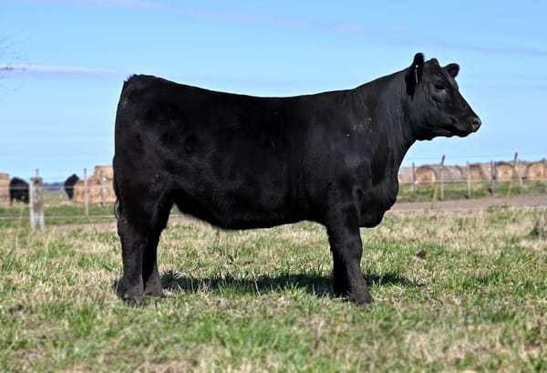 Lote VAQUILLONA PURA DE PEDIGREE