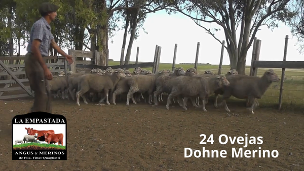 Lote 24 Ovejas Dohne Merino