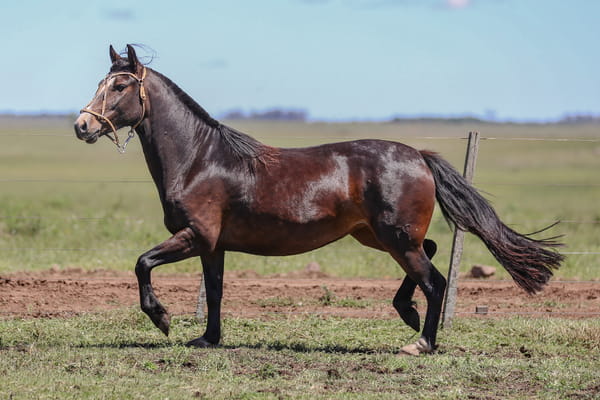 Lote DEL SILENCIO PAGANA