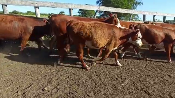 Lote 40 Terneros/as en San Salvador, Entre Ríos