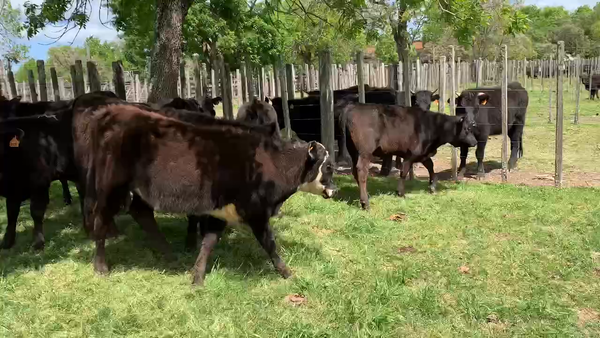 Lote 12 Terneras en Melo, Cerro Largo