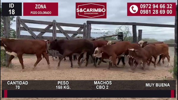 Lote 70 MACHOS CBO 2
