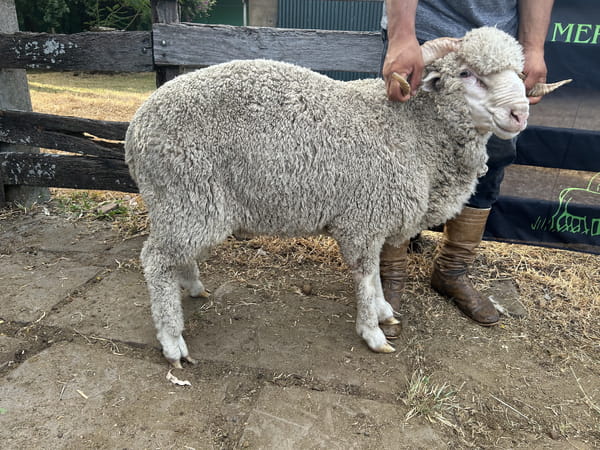 Lote Borrego 2D (MO: Si)