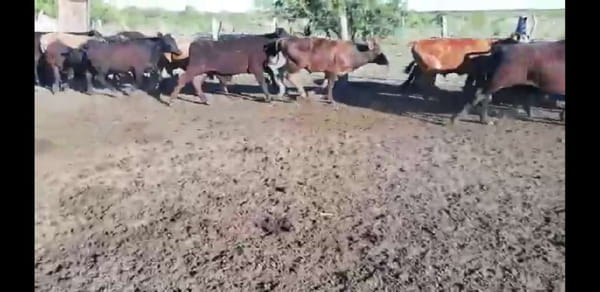 Lote 70 Terneros en Villaguay, Entre Ríos