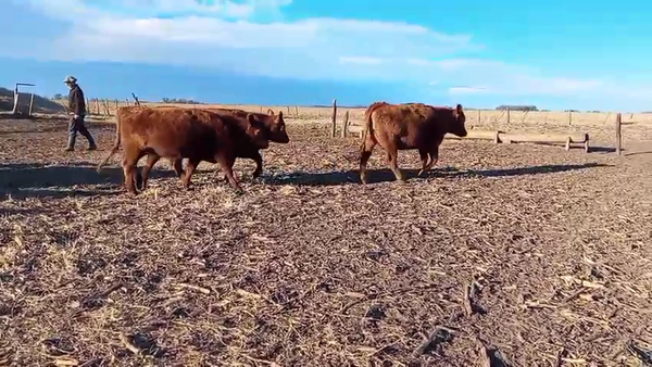 Lote 21 Vaquillonas C/ gtia de preñez en Buenos Aires, Salazar