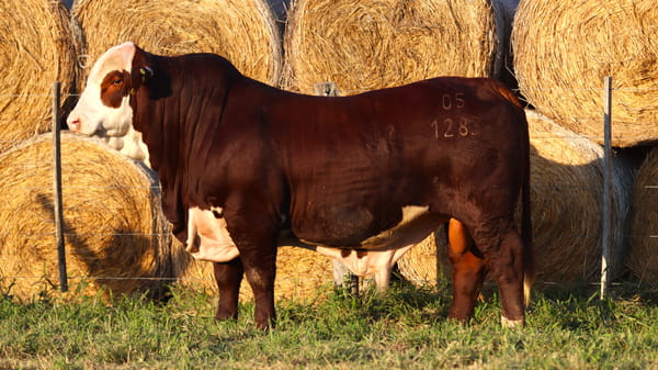 Lote LOTE 29