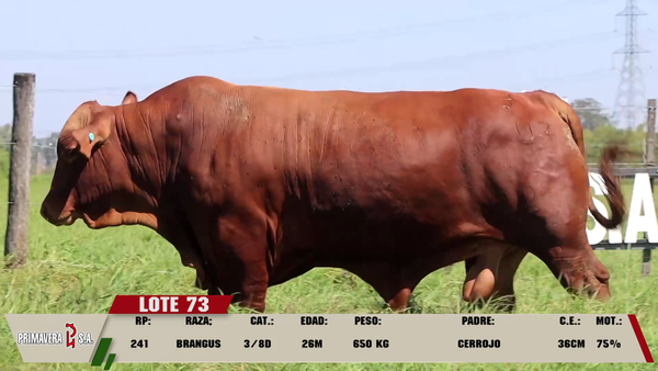 Lote LOTE 73