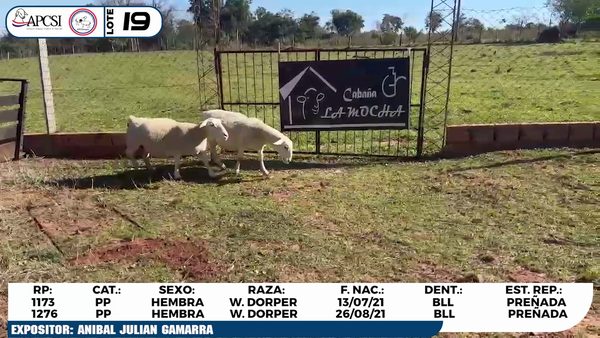 Lote LOTE 19