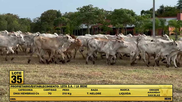Lote LOTE 35