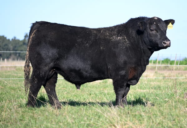 Lote TOROS PUROS DE PEDIGREE