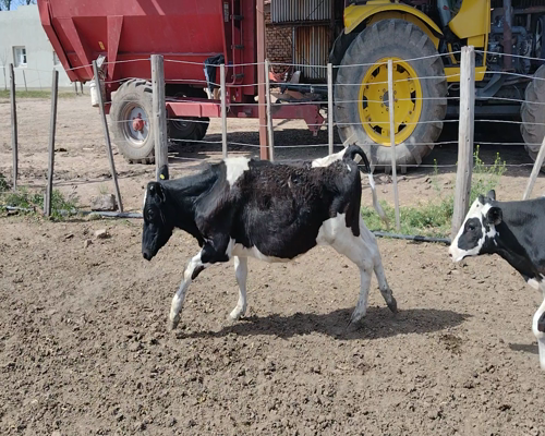 Lote 26 Terneros en Pueblo Marini, Santa Fe