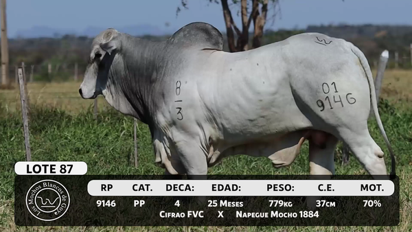 Lote LOTE 87