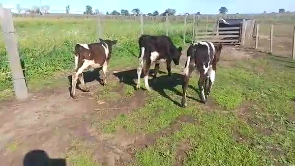 Lote 3 terneros holando