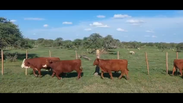 Lote 107 Terneros en Curuzú-Cuatiá, Corrientes