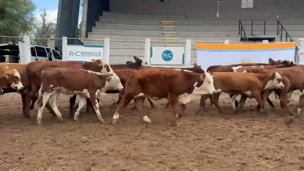 Lote 150 Terneros/as en Corrientes, Bella Vista