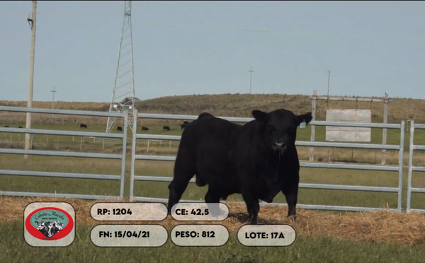 Lote 2 Toros, Artigas