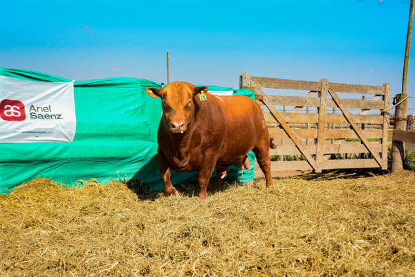 Lote Toros