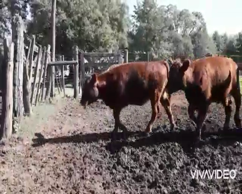 Lote 60 Terneros/as en Marcos Paz, Buenos Aires