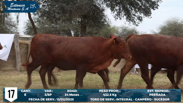Lote LOTE 17