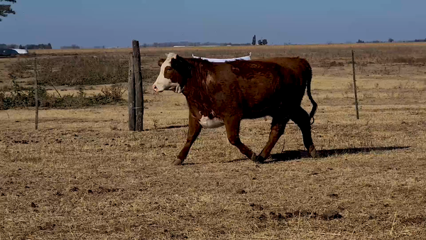 Lote VAQUILLONA BRAFORD CABAÑA PAYMA