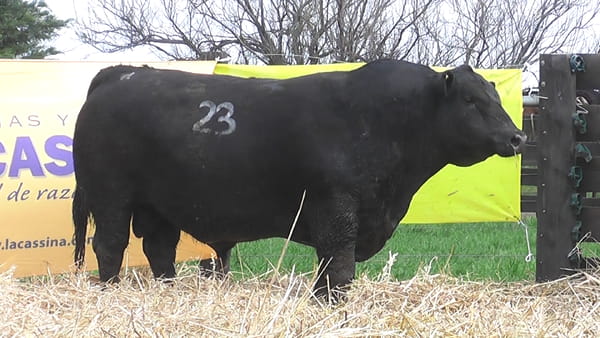 Lote TOROS ANGUS PUROS CONTROLADOS