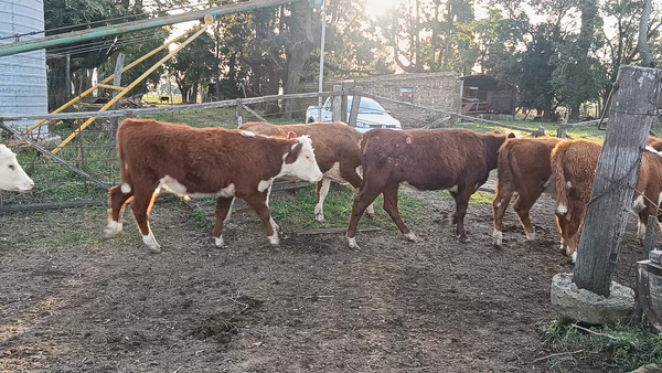 Lote 28 Terneros/as Hereford en Videla, Santa Fe