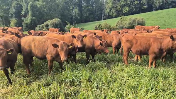 Lote 90 Vaquilla Engorda en Melipeuco, IX Región Araucanía