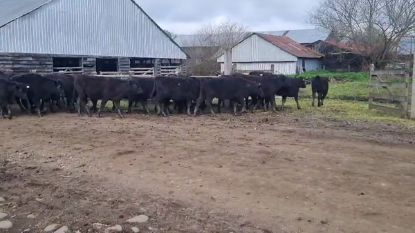 Lote 50 Ternera en Vilcún, IX Región Araucanía