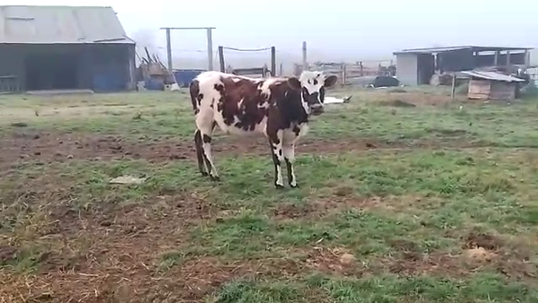 Lote Vaquillonas 1 a 2 años NORMANDO 260kg - , San José