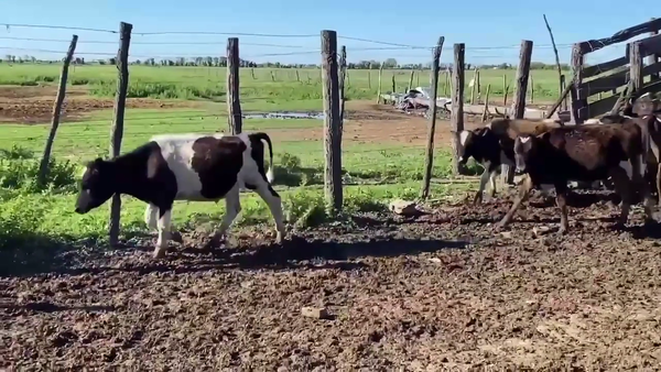 Lote 30 Terneros Holando Argentino y Jersey en  en Mauá, Santa Fe