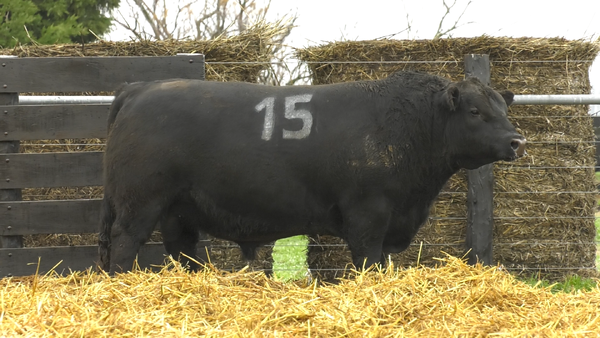 15 - 4296N — TOROS ANGUS PURO CONTROLADO